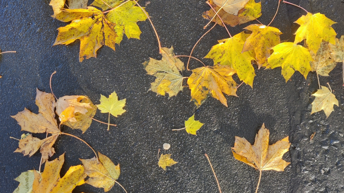 Boost Your Mood: The Importance of Vitamin D in Autumn