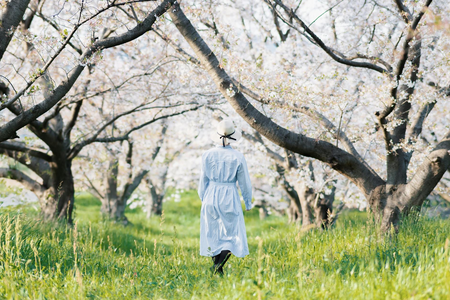 Woman walks through an avenue of white apple blossom trees in a meadow